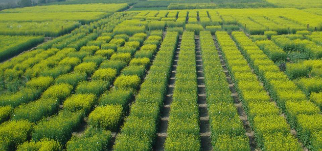 Well laid out experimental farm of DRMR